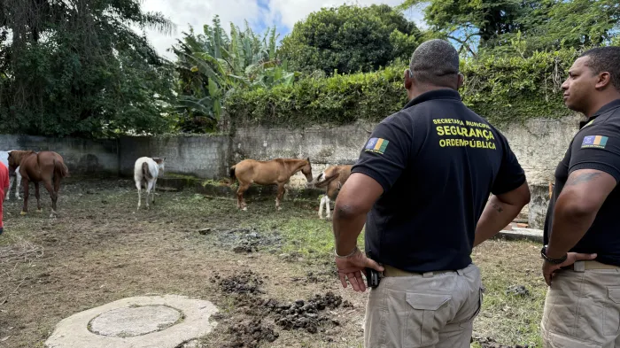 Prefeitura realiza operação conjunta para recolhimento de animais de grande porte em vias públicas
