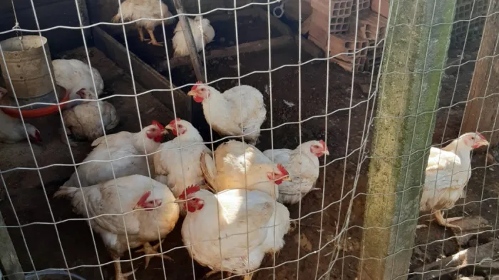 Foto: Reprodução/Secom SC