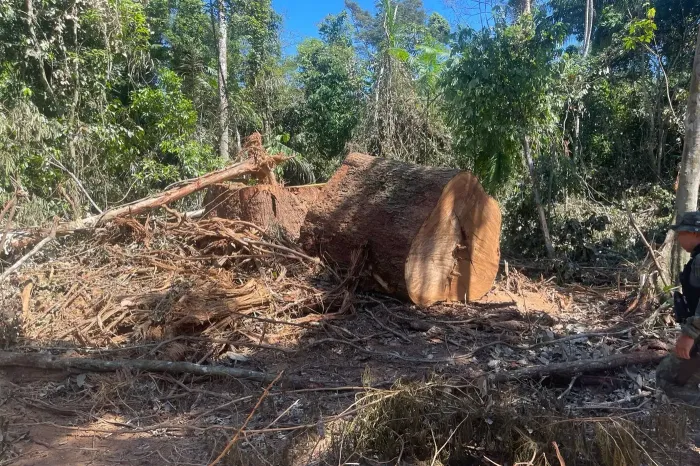 Equipes integrada da Operação Curupira atuam em focos de desmatamento na região de São Félix do Xingu