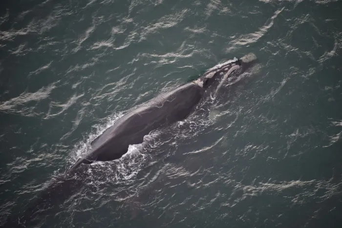 Primeiro sobrevoo da temporada 2025 registra 85 baleias-francas na costa catarinense