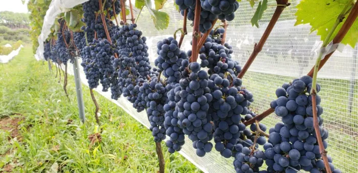 Foto: Reprodução/Secom SC