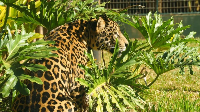 Onça-pintada é transferida para recinto no Zoobotânico
