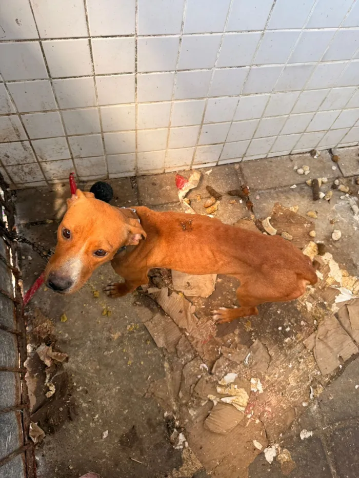 Prefeitura resgata cães que estavam sofrendo maus-tratos na Zona Sul da Capital