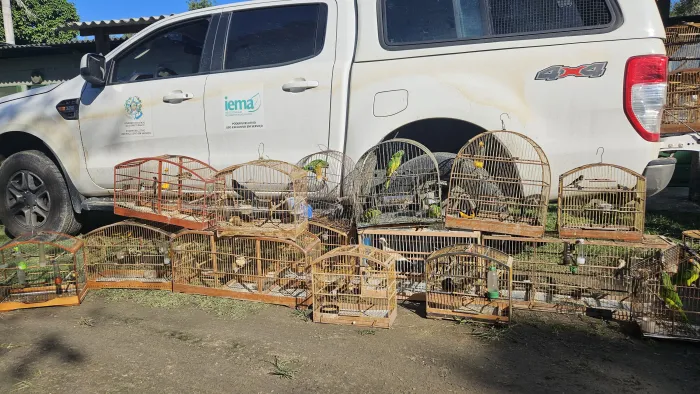 Cerca de 40 aves silvestres de diferentes espécies foram resgatadas.