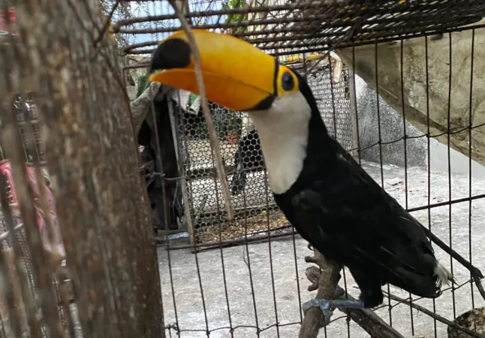 Polícia Civil e Companhia de Policiamento Ambiental resgatam 70 animais silvestres durante operação no norte do Piauí