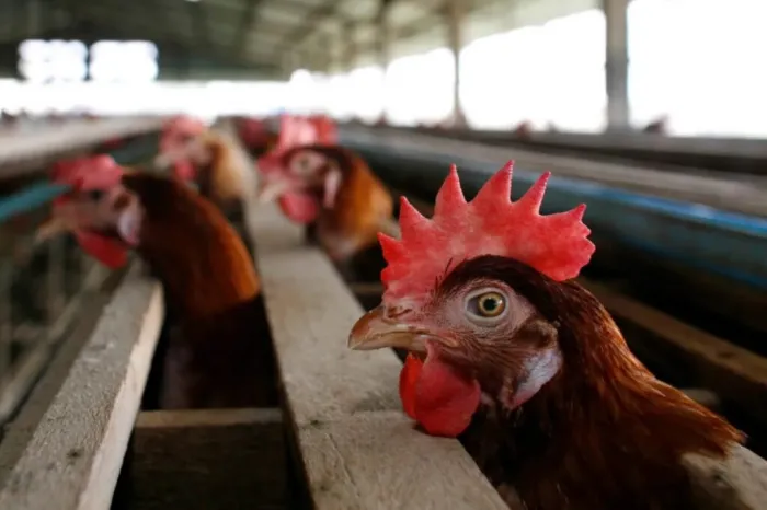 Piauí reforça medidas de prevenção após confirmação de foco de gripe aviária no Ceará