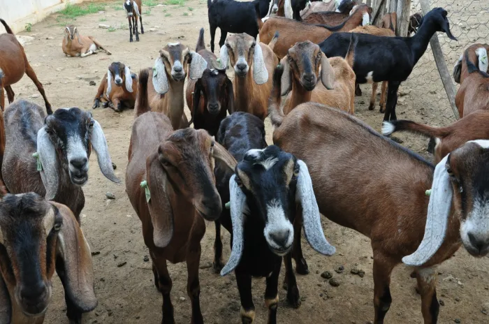Incentivos do Governo da Paraíba favorecem avanço da caprinocultura no Curimataú