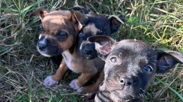 Bem-estar Animal resgata seis filhotes de cães