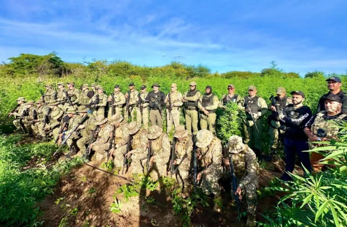 Apreensão de maconha no Piauí cresce mais de 500%, um dos melhores resultados do país, revela Anuário de Segurança Pública