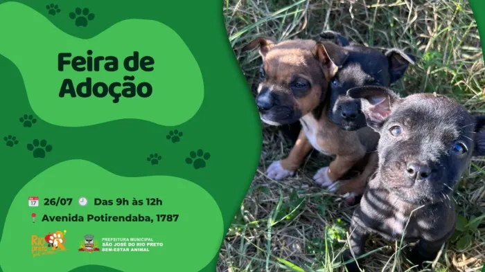 Bem-estar Animal promove campanha de adoção neste sábado, 26/7