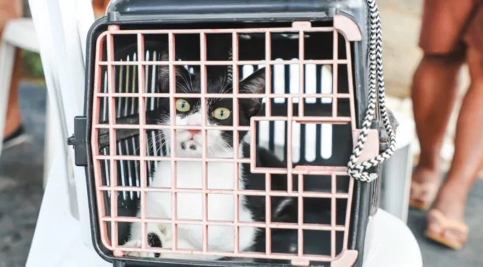 SES realiza credenciamento voltado a clínicas e hospitais veterinários para atender animais em situação de vulnerabilidade