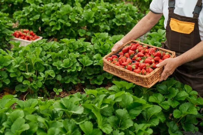 Popularização do ‘morango do amor’ chama atenção para força da produção capixaba