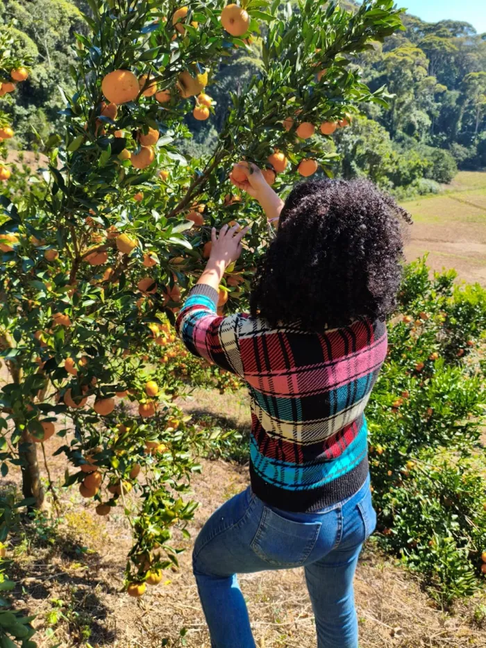 Incaper investiga relação entre nutrição da planta e mancha marrom em tangerinas