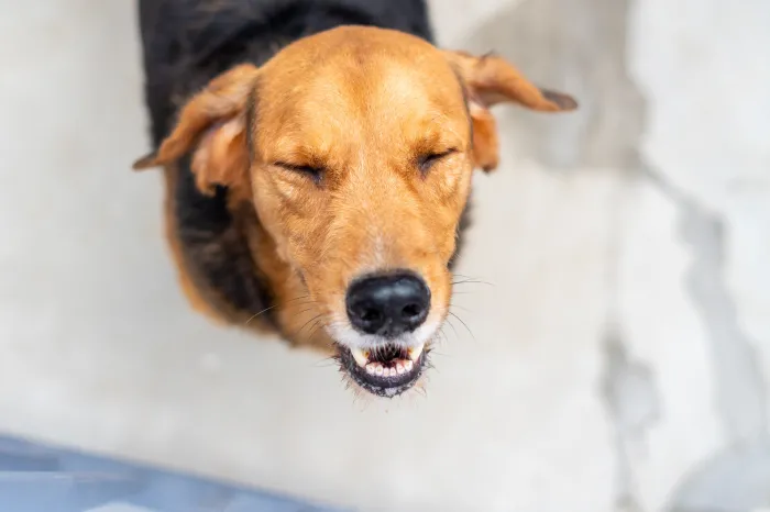 ‘Não compre, adote!’ mais de 150 pets estão disponíveis para adoção no CCZ