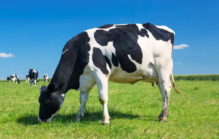 Espírito Santo fortalece pecuária com programas de fomento, genética e crédito rural