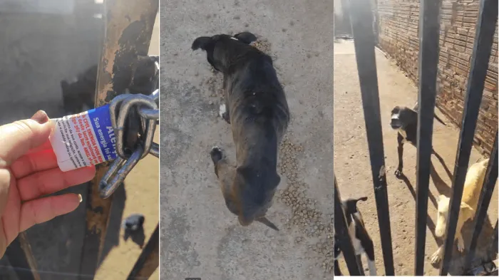 Pitbulls são resgatados após abandono no Jardim Bianco