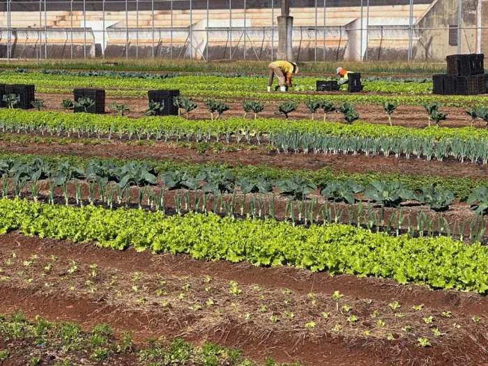 A iniciativa envolve o cultivo e a manutenção de uma horta de 3.600 m², localizada na área interna do estabelecimento penal