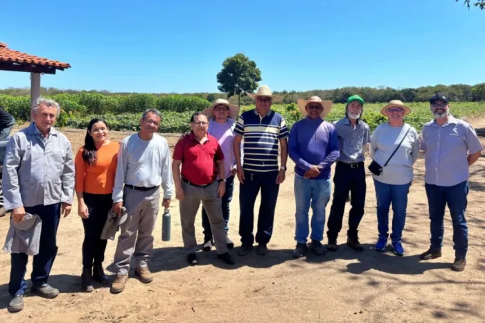 Sada e Embrapa avaliam experiência piloto de plantio de cacau em Nazária
