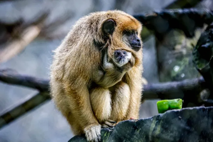 Nascimento saudável de bugio no Parque Arruda Câmara comprova ambiente saudável e bem-estar animal