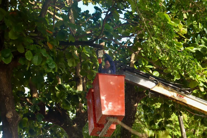 Serviços de podas de árvores em João Pessoa continuam nofim de semana