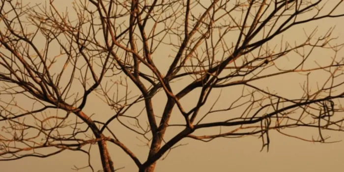 Goiás em alerta extremo de incêndios