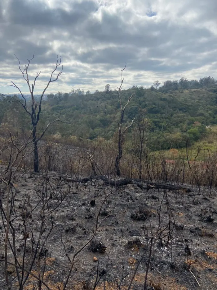 Incêndio florestal em parque de SP alerta para os riscos do fogo na natureza