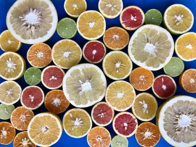 Foto: Reprodução/Secom SC