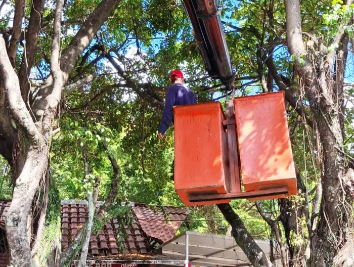 Prefeitura segue realizando podas pontuais de árvores nesta quarta-feira