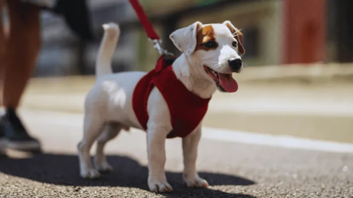 Uso de coleira e focinheira reforça segurança em passeios com pets