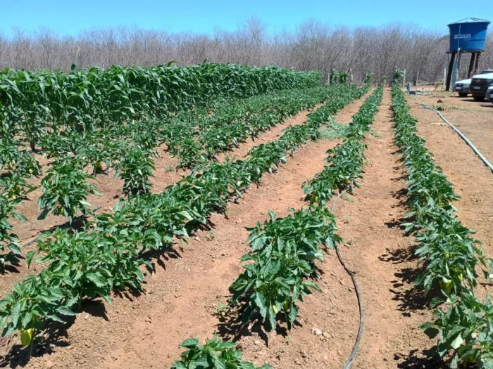 Projeto “Do Quintal à Mesa” leva inovação e mais produção para agricultores familiares do Piauí