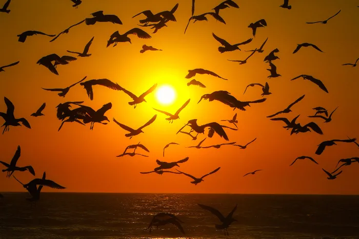 Foto: Denis Ferreira Netto/SEDEST-PR