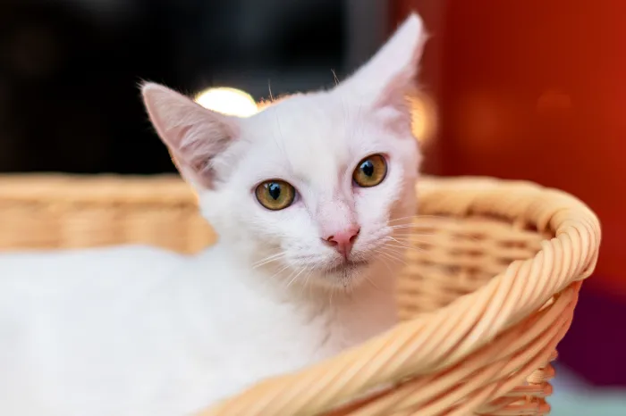 Adote amor! Mais de 130 pets estão disponíveis no CCZ