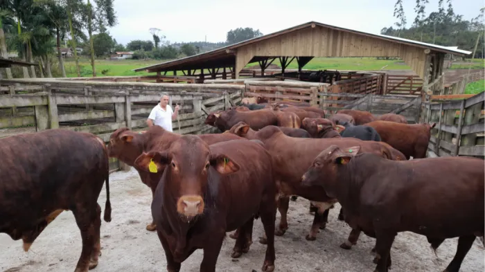 Programa Novilho Precoce fortalece pecuária de corte catarinense e valoriza a produção de carne de qualidade