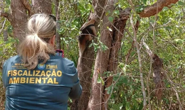 Centro de triagem da Semarh tem mais de 70 animais em tratamento para voltarem à natureza