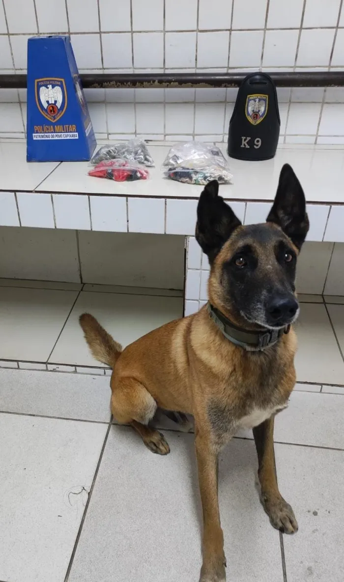 6º BPM apreende arma de fogo e drogas na Serra