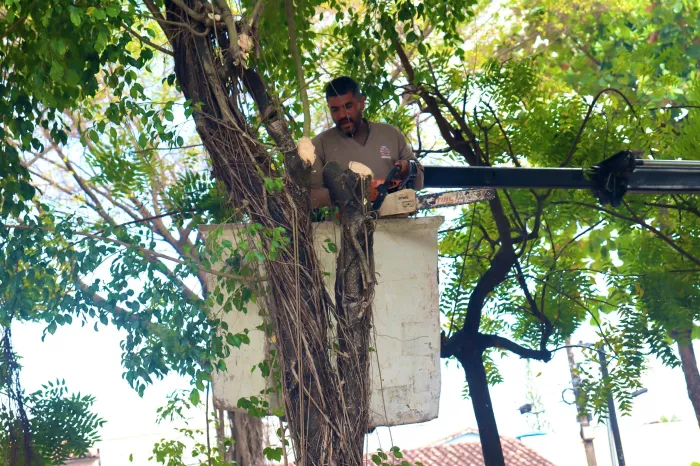 Serviços de poda de árvores continuam nesta quinta-feira em João Pessoa