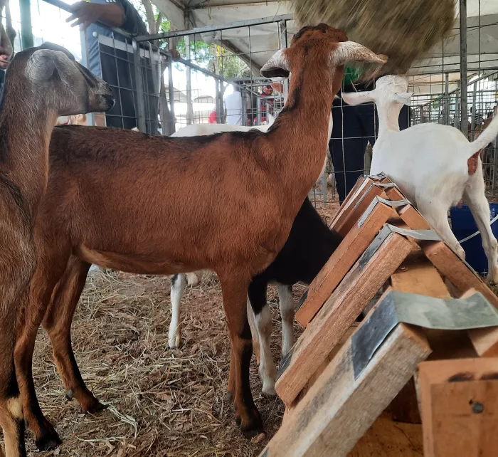 7ª Expoagro Tacima acontece até domingo com apoio do Governo da Paraíba