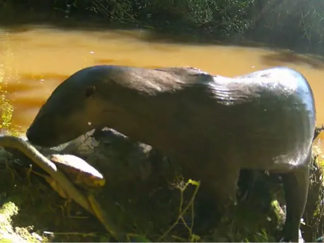 Câmera escondida flagra animais silvestres na Estação Experimental da Epagri em Itajaí 