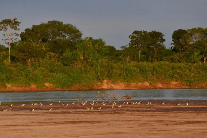 Rio Araguaia atinge menor nível histórico para agosto em Nova Crixás
