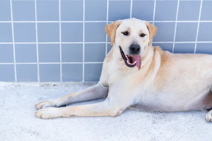 Prefeitura de Bertioga promove palestra sobre maus-tratos aos pets neste sábado (23)