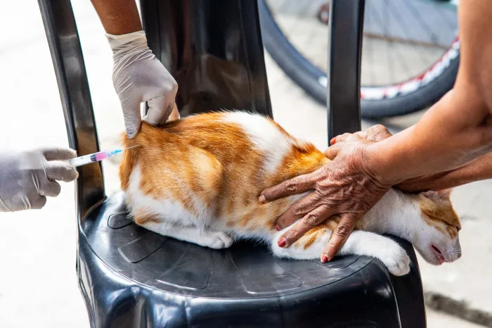 Campanha de Vacinação Antirrábica de Cães e Gatos amplia locais atendidos