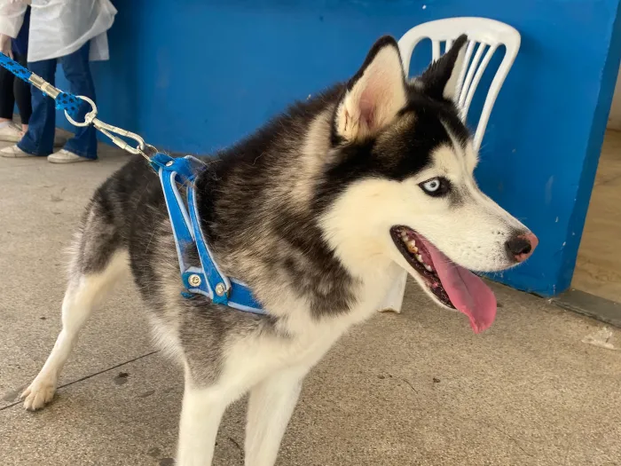 Seama realiza vacinação emergencial contra cinomose canina em Muqui