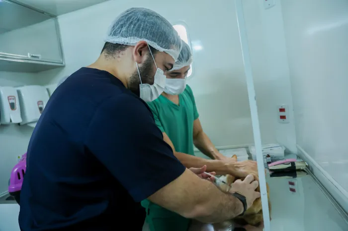 Secretaria de Saúde realiza castração de gatos e vacinação antirrábica no Alto do Mateus