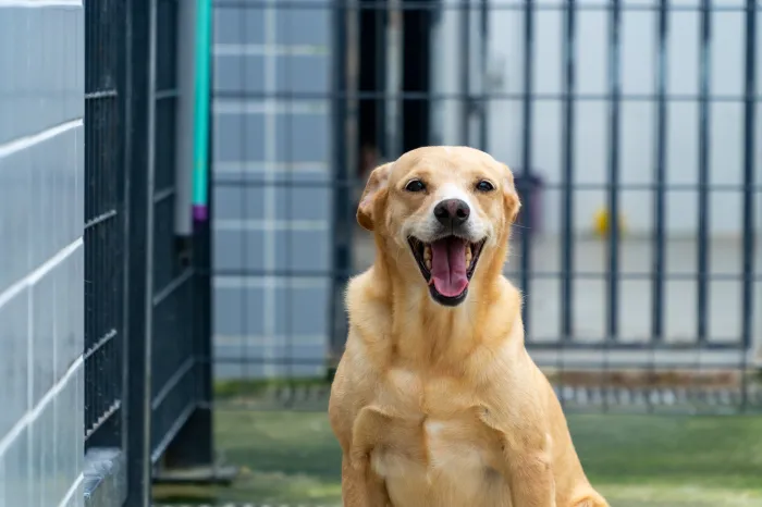 Dia Mundial do Cachorro: CCZ tem 102 cães prontos para adoção responsável