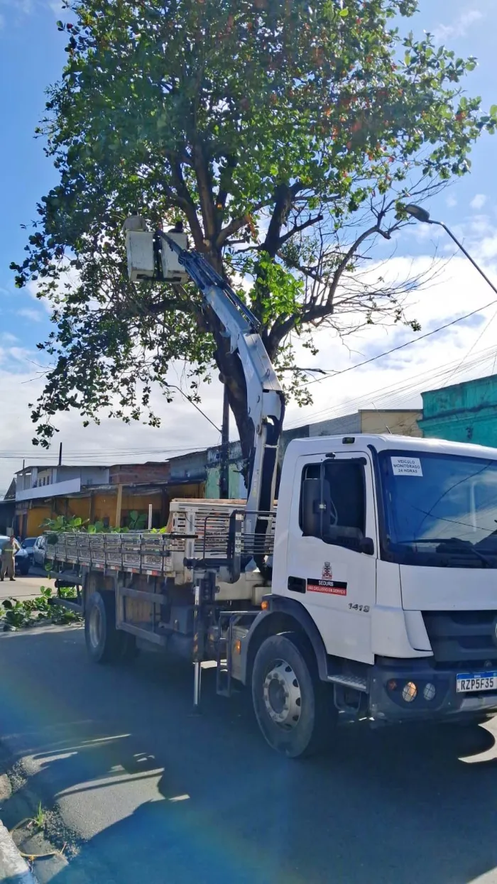 Serviços de podas de árvores continuam nesta terça-feira em João Pessoa