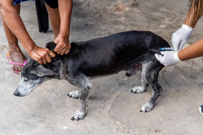 Dia D de Vacinação Antirrábica em Cães e Gatos acontece sábado