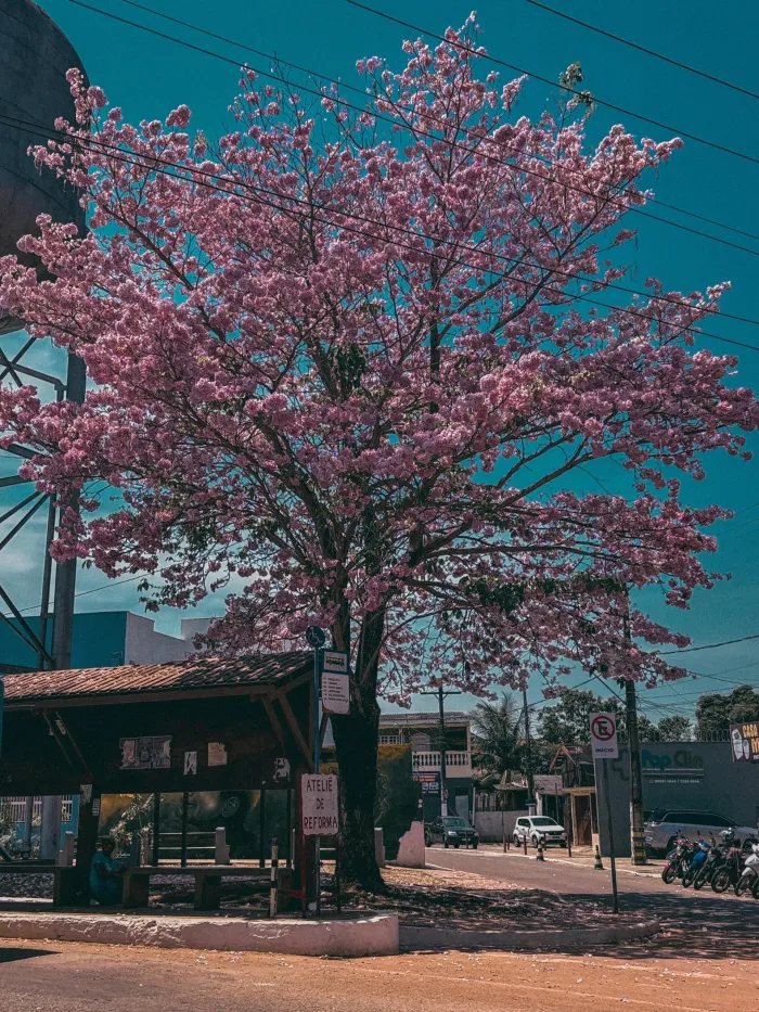 Foto: Reprodução/Prefeitura de Rio Branco - AC