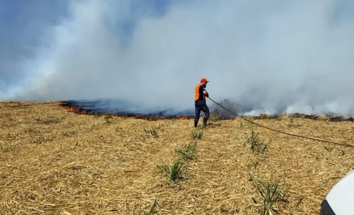 Governo de SP registra quatro casos oficiais de animais vítimas de incêndios florestais em 2025
