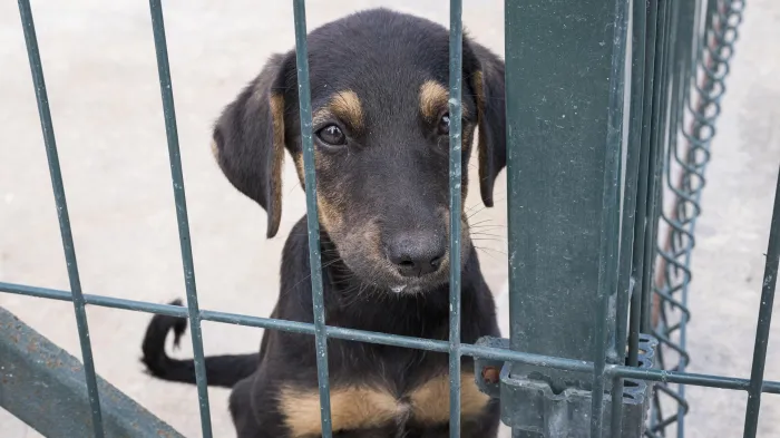Bem-Estar Animal reforça fiscalização de acorrentamento de pet