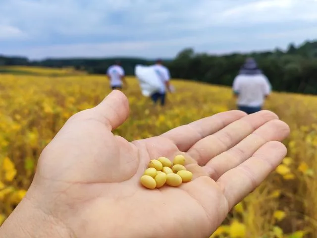 Soja ganha espaço e muda dinâmica da produção de grãos em Santa Catarina, aponta Epagri/Cepa